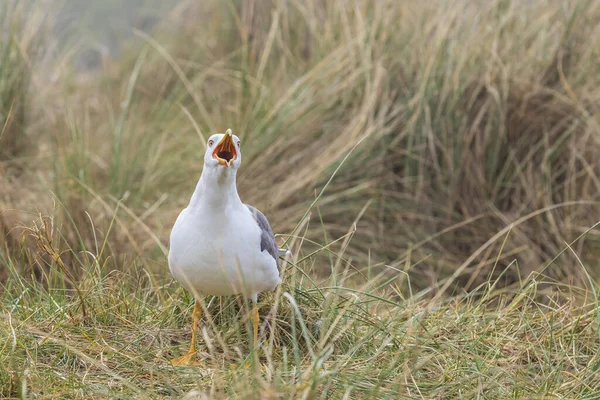 Gaivotas Com Boca Abertura Estado Selvagem Ilha Penhasco Helgoland Mar — Fotografia de Stock