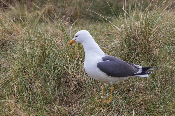 Gaivota Grama Estado Selvagem Ilha Penhasco Helgoland Mar Norte Arquipélago — Fotografia de Stock