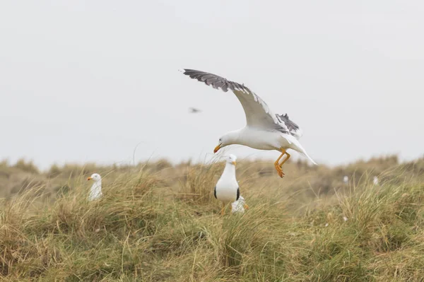 Gaivotas Estado Selvagem Ilha Helgoland Mar Norte Arquipélago Alemanha — Fotografia de Stock