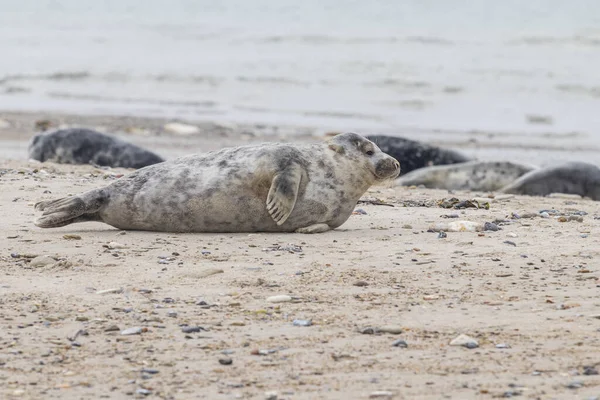 Close Grey Harbor Seal Lying Sand Beach Dune Island German — Stock fotografie
