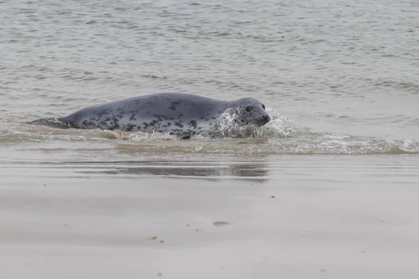 Grijze Zeehond Die Zee Zwemt Duineiland Het Duitse Noordzeekustgebied Archipel — Stockfoto