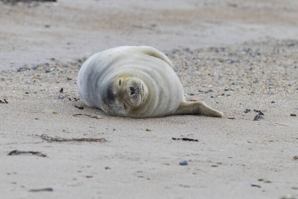 Wild photo of grey harbor seal lying on the sand beach in the sea on Dune island in Germany