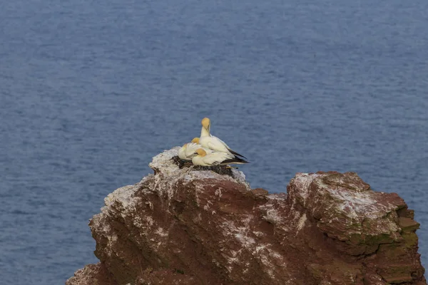 Schöne Gelbe Seevögel Kliff Auf Der Nordseeinsel Helgoland Deutschland — Stockfoto