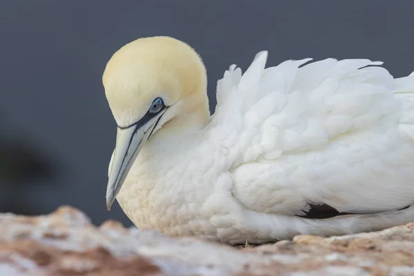 Lindas Aves Marinhas Norte Gannet Estado Selvagem Ilha Helgoland Mar — Fotografia de Stock