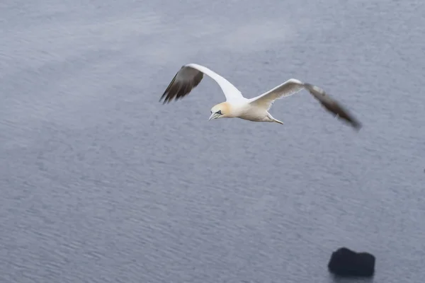 在德国北海黑尔戈兰岛的野外优雅地放飞海鸟北部的鱼网 — 图库照片