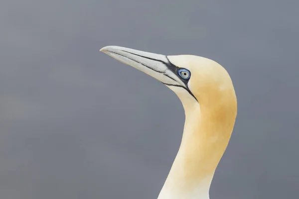 Schöner Seevögel Des Nordtölpels Freier Wildbahn Auf Der Nordseeinsel Helgoland — Stockfoto