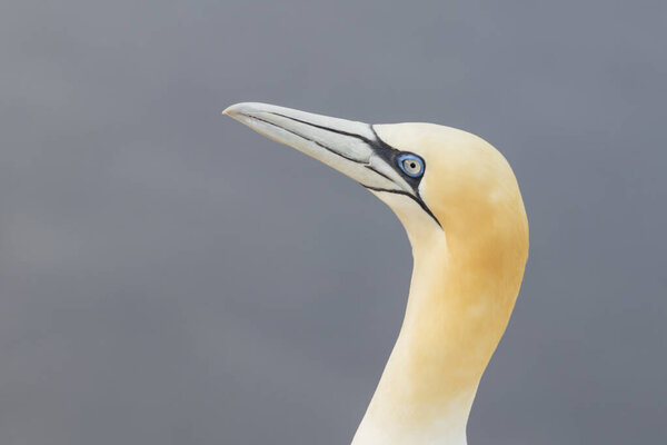 Beautiful seabird of northern gannet in the wild on island of Helgoland on North Sea in Germany
