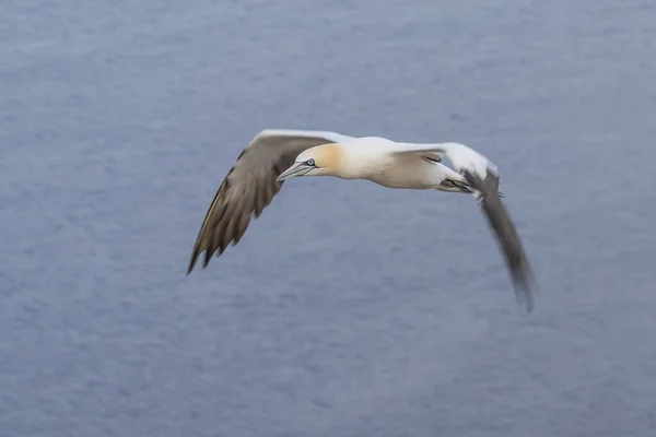 Kuzey Sümsük Kuşları Almanya Nın Kuzey Denizi Ndeki Helgoland Adasında — Stok fotoğraf