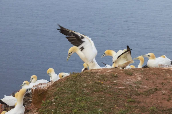 Brutkolonien Von Seevögeln Freier Wildbahn Auf Klippeninsel Helgoland Der Nordsee — Stockfoto
