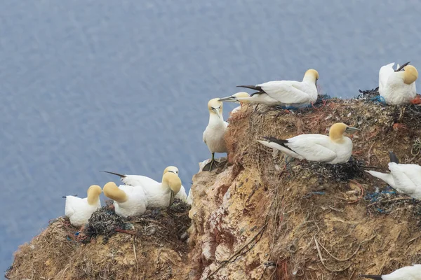 Brutkolonien Von Seevögeln Freier Wildbahn Auf Klippeninsel Helgoland Der Nordsee — Stockfoto