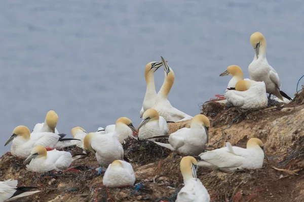 Brutkolonien Von Seevögeln Freier Wildbahn Auf Klippeninsel Helgoland Der Nordsee — Stockfoto
