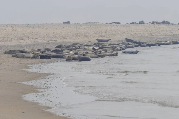 Klok Zeehonden Het Strand Zee Het Eiland Dune Duitsland — Stockfoto