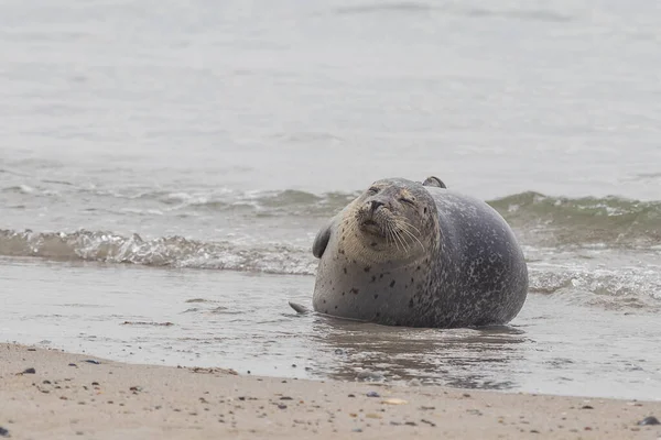 Серый Тюлень Лежащий Пляже Море Острове Дюна Германии — стоковое фото