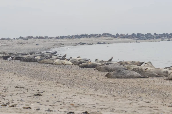 Troupeau Phoques Marins Couché Sur Plage Dans Mer Sur Île — Photo