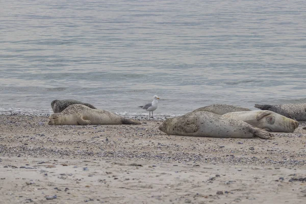 德国沙丘岛上海滩上有海鸥的海狗 — 图库照片