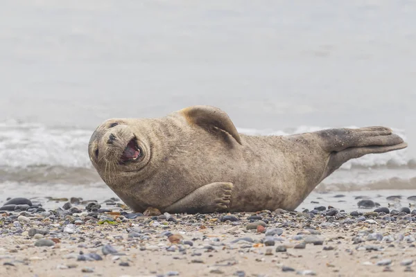 港のシールのかわいい赤ちゃんが横たわっていて ドイツのデューン島の海のビーチで笑っています — ストック写真