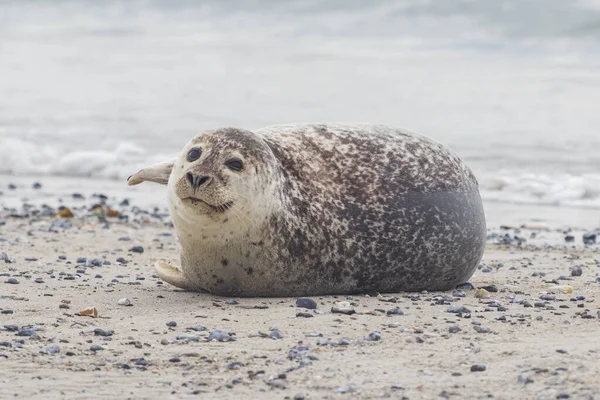 ヘルゴラント近くのドイツの島 デューンのビーチに横たわっているかわいいと面白い灰色の港のシール — ストック写真