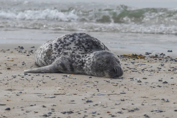 Hafenrobbe Strand Meer Auf Der Düneninsel Deutschland — Stockfoto