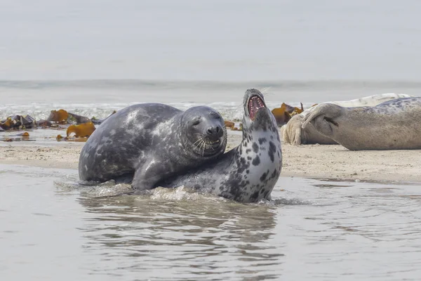 Zeehonden Liggen Het Strand Zee Het Eiland Dune Duitsland — Stockfoto