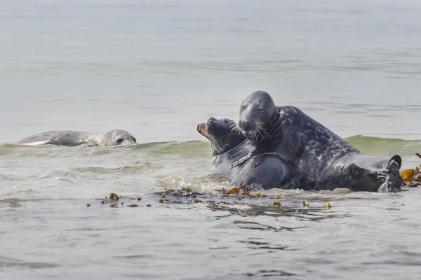 Zeehonden Het Strand Zee Het Eiland Dune Duitsland — Stockfoto