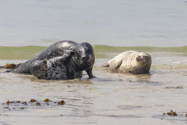 Zeehonden Liggen Het Strand Zee Het Eiland Dune Duitsland — Stockfoto