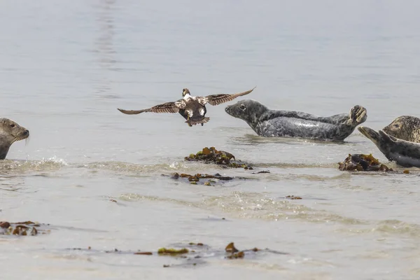 Zeehonden Met Vliegende Meeuw Het Strand Zee Het Eiland Dune — Stockfoto