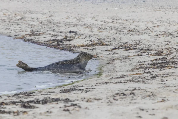 Haven Zeehond Het Strand Zee Het Eiland Dune Duitsland — Stockfoto