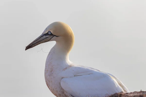 Pájaro Salvaje Naturaleza Morus Bassanus Gannet Del Norte Isla Helgoland —  Fotos de Stock