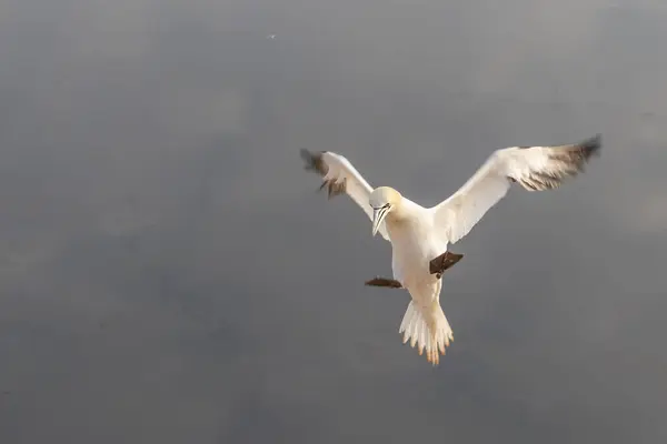 Dziki Ptak Dzikim Morus Bassanus Północny Gannet Wyspie Helgoland Morzu — Zdjęcie stockowe