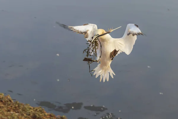 Aves Selvagens Morus Bassanus Selvagem Gannet Norte Ilha Helgoland Mar — Fotografia de Stock