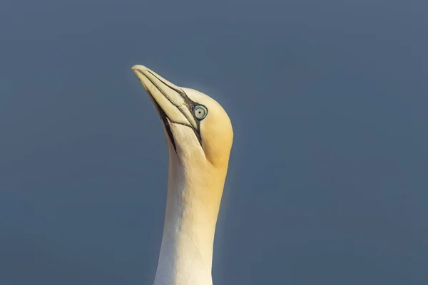 Дикая Птица Дикой Природе Morus Bassanus Северная Сеть Острове Гельголанд — стоковое фото