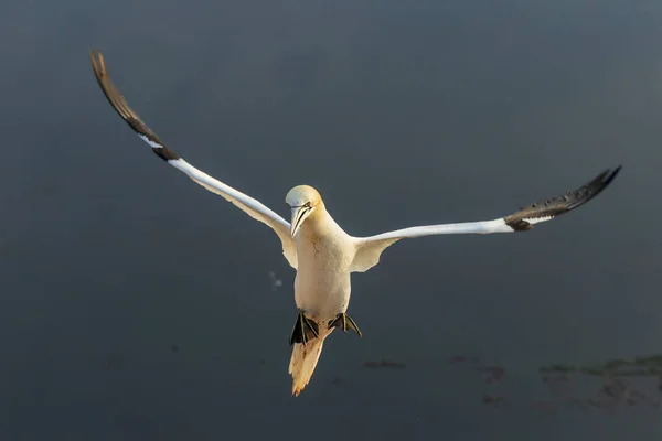 Dziki Ptak Dzikim Morus Bassanus Północny Gannet Wyspie Helgoland Morzu — Zdjęcie stockowe