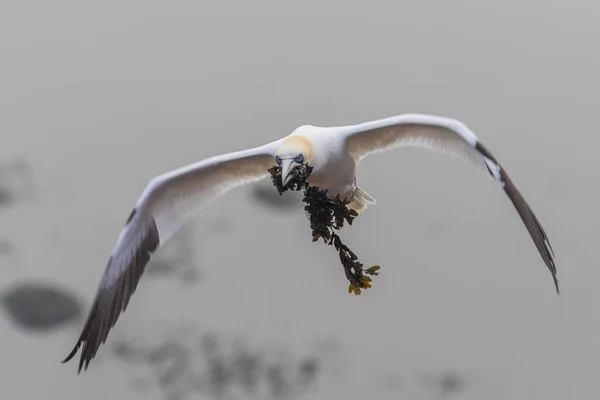 Pájaro Salvaje Naturaleza Morus Bassanus Gannet Del Norte Isla Helgoland — Foto de Stock