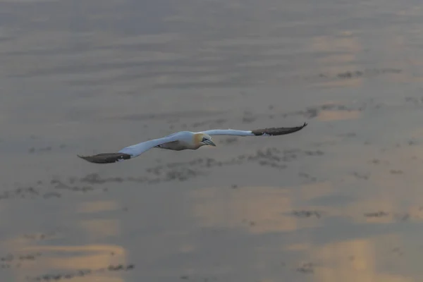 Pájaro Salvaje Naturaleza Morus Bassanus Gannet Del Norte Isla Helgoland — Foto de Stock