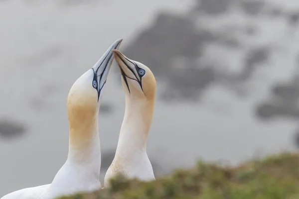 Oiseau Sauvage Dans Nature Morus Bassanus Fou Bassan Sur Île — Photo