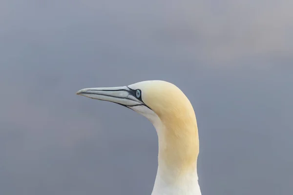 Vild Fågel Morus Bassanus Norra Gannet Helgoland Nordsjön Tyskland — Stockfoto