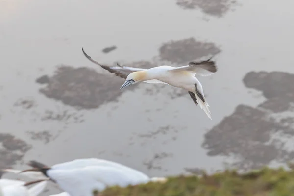 Aves Selvagens Morus Bassanus Selvagem Gannet Norte Ilha Helgoland Mar — Fotografia de Stock