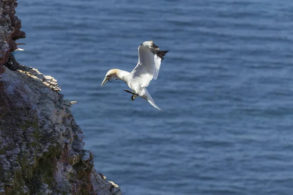 Pájaro Salvaje Naturaleza Morus Bassanus Gannet Del Norte Isla Helgoland — Foto de Stock