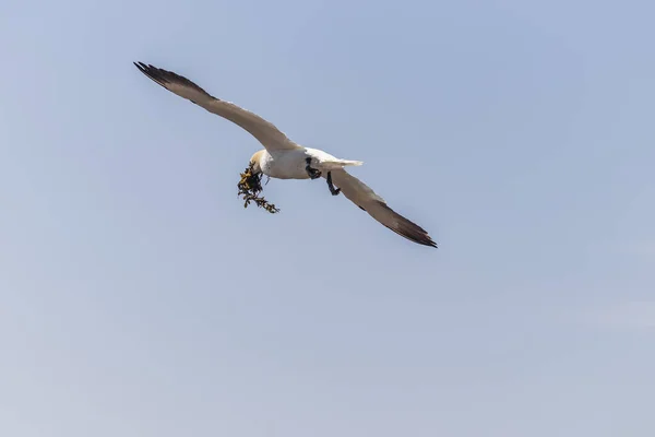 Aves Selvagens Morus Bassanus Selvagem Gannet Norte Ilha Helgoland Mar — Fotografia de Stock