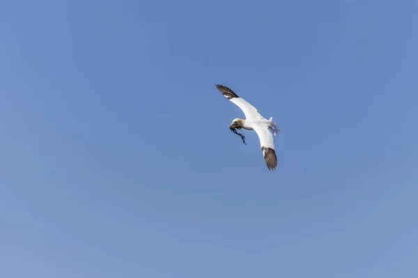 Άγρια Πτηνά Στην Άγρια Morus Bassanus Βόρεια Gannet Στο Νησί — Φωτογραφία Αρχείου