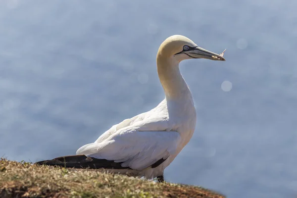 Aves Selvagens Morus Bassanus Selvagem Gannet Norte Ilha Helgoland Mar — Fotografia de Stock