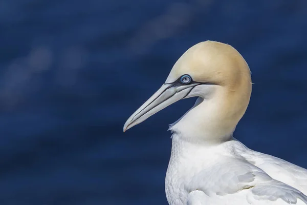 Aves Selvagens Morus Bassanus Selvagem Gannet Norte Ilha Helgoland Mar — Fotografia de Stock