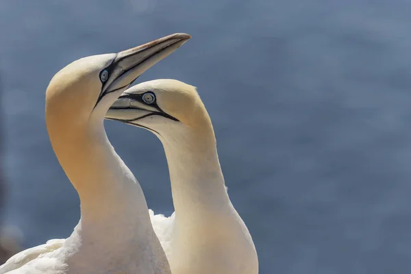 Aves Selvagens Morus Bassanus Selvagem Gannet Norte Ilha Helgoland Mar — Fotografia de Stock