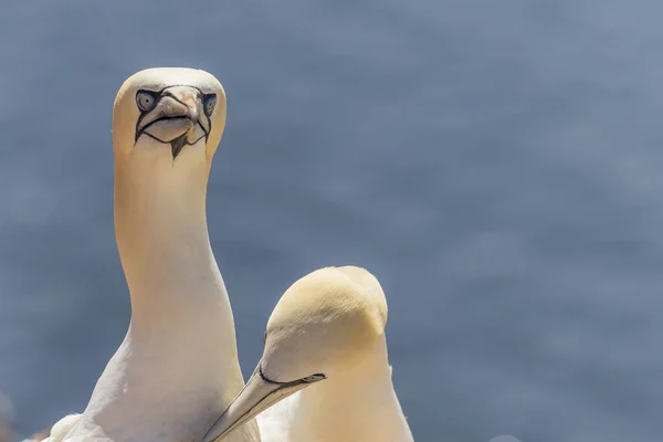 Aves Selvagens Morus Bassanus Selvagem Gannet Norte Ilha Helgoland Mar — Fotografia de Stock