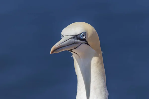 Дикая Птица Дикой Природе Morus Bassanus Северная Сеть Острове Гельголанд — стоковое фото