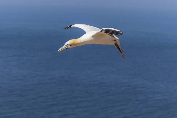 Dziki Ptak Dzikim Morus Bassanus Północny Gannet Wyspie Helgoland Morzu — Zdjęcie stockowe