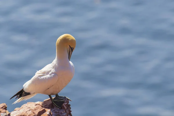 Άγρια Πτηνά Στην Άγρια Morus Bassanus Βόρεια Gannet Στο Νησί — Φωτογραφία Αρχείου