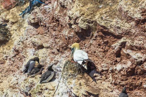 Wildvogel Wilden Morus Bassanus Nördliche Gannet Auf Der Nordseeinsel Helgoland — Stockfoto