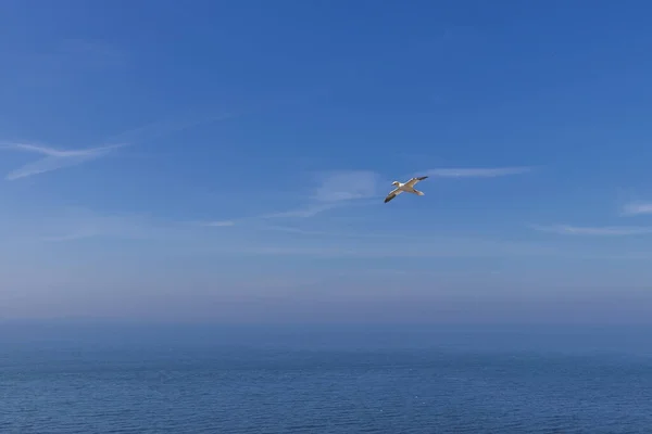 Pájaro Salvaje Naturaleza Morus Bassanus Gannet Del Norte Isla Helgoland — Foto de Stock