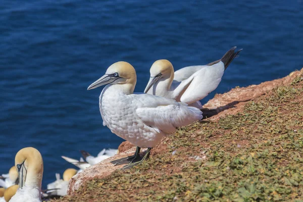 Wildvogel Wilden Morus Bassanus Nördliche Gannet Auf Der Nordseeinsel Helgoland — Stockfoto